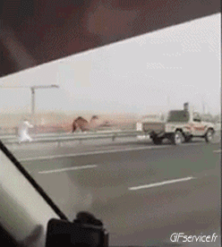 serie 01 Dromadaires Animaux Humour - Fun 