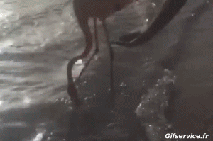 Flamand Rose Oiseaux Animaux Humour - Fun 