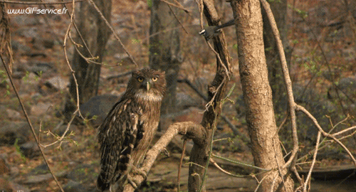 Raptor & Nocturne Birds Animals Humor -  Fun 