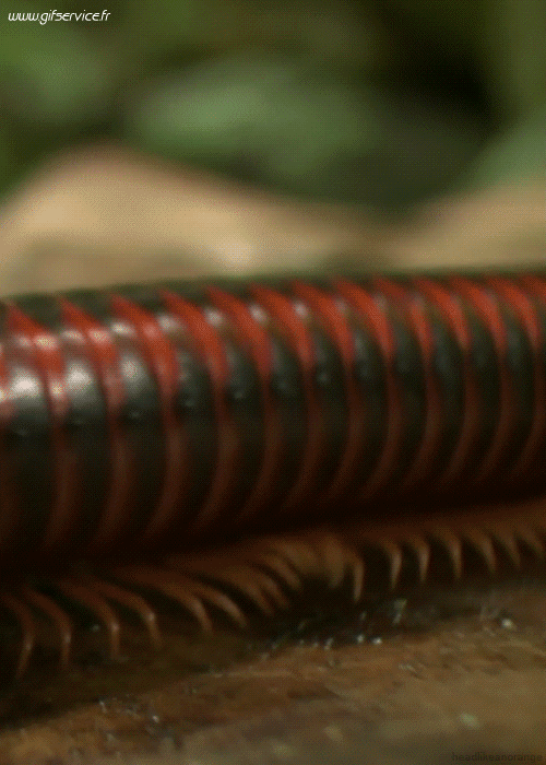 Serie 01 Insectes Animaux Humour - Fun 