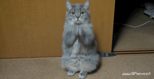 02 Cats Animals Humor -  Fun 