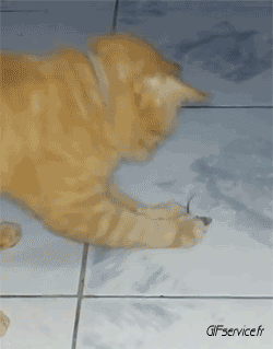 05 Gatos Animales Humor - Fun 