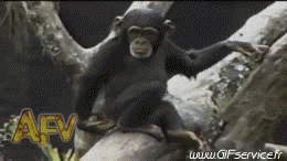 01 Affen Tiere Humor -  Fun 