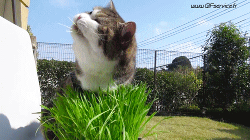 Serie 02 Chats Animaux Humour - Fun 