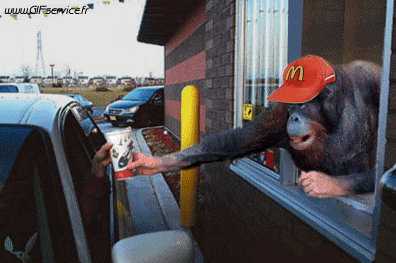 01 Scimmie Animali Umorismo -  Fun 