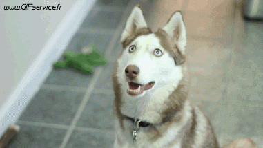 Serie 01 Chiens Animaux Humour - Fun 