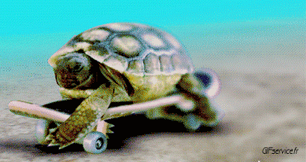 01 Tortugas Animales Humor - Fun 