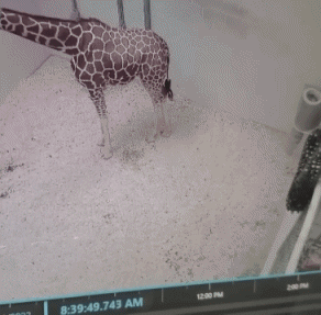 01 Giraffe Animali Umorismo -  Fun 