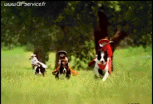 01 Monkeys Animals Humor -  Fun 