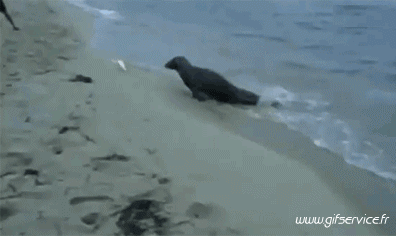 01 Seals Seelöwe Tiere Humor -  Fun 