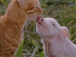 01 Pigs - Bushpigs Animals Humor -  Fun 