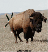 01 Bisonti Animali Umorismo -  Fun 