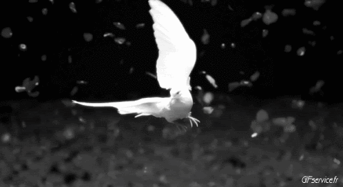 Various 02 Birds Animals Humor -  Fun 