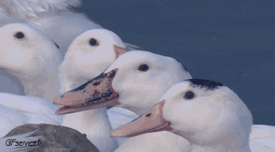 Divers 02 Oiseaux Animaux Humour - Fun 