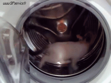 02 Katze Tiere Humor -  Fun 