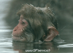 01 Monos Animales Humor - Fun 