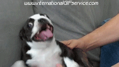 01 Dogs Animals Humor -  Fun 