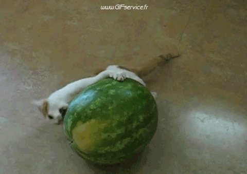 02 Gatti Animali Umorismo -  Fun 