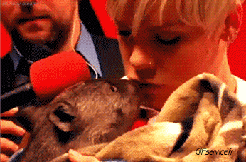 01 Wombat Animaux Humour - Fun 