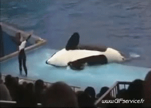 01 Orcas Animales Humor - Fun 