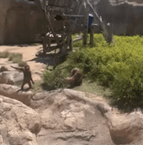 Serie 02 Singes Animaux Humour - Fun 