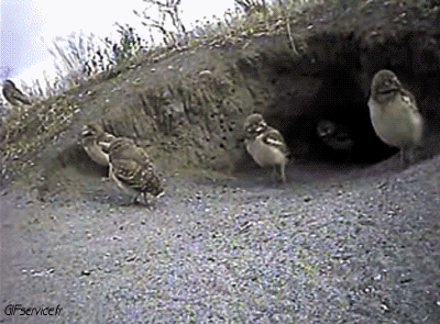 Raptor & Nocturne Birds Animals Humor -  Fun 