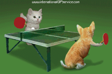 01 Gatos Animales Humor - Fun 