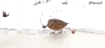 Varios Pájaros Animales Humor - Fun 