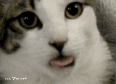 02 Cats Animals Humor -  Fun 