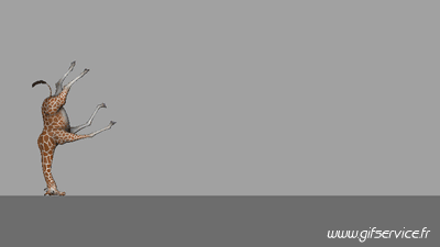 01 Jirafas Animales Humor - Fun 