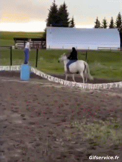 Serie 02 Horses Animals Humor -  Fun 