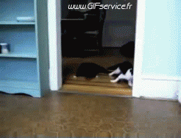 02 Cats Animals Humor -  Fun 