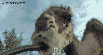 01 Cammelli Animali Umorismo -  Fun 