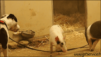 01 Cerdos - Jabalíes Animales Humor - Fun 