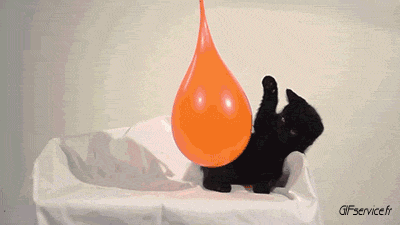 05 Katze Tiere Humor -  Fun 