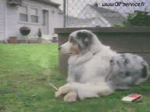 01 Dogs Animals Humor -  Fun 