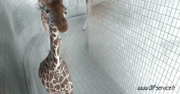 01 Giraffe Animali Umorismo -  Fun 