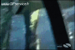 01 Requins Animaux Humour - Fun 