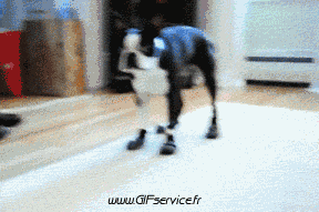 01 Dogs Animals Humor -  Fun 