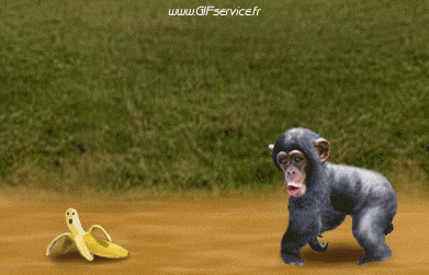 01 Monkeys Animals Humor -  Fun 