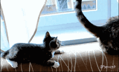 05 Gatos Animales Humor - Fun 