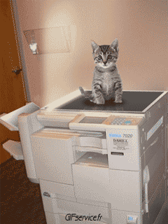 05 Gatos Animales Humor - Fun 