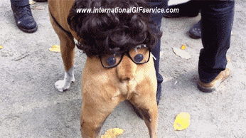 01 Cani Animali Umorismo -  Fun 