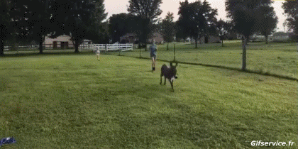 01 Burros Animales Humor - Fun 