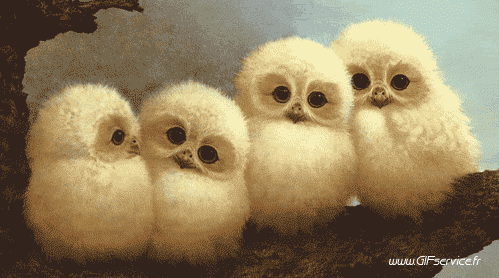 Rapace & Nocturne Oiseaux Animaux Humour - Fun 