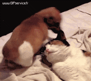 03 Dogs Animals Humor -  Fun 