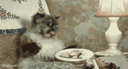 05 Katze Tiere Humor -  Fun 