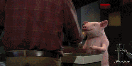 01 Schweine - Wildschweine Tiere Humor -  Fun 