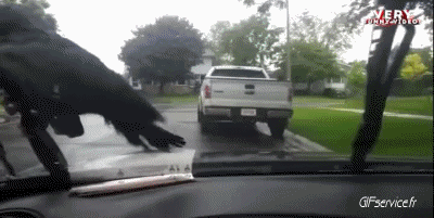 Divers 02 Oiseaux Animaux Humour - Fun 