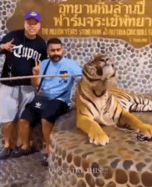 01 Tiger Tiere Humor -  Fun 